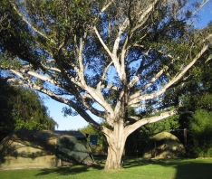 Indigenous tree